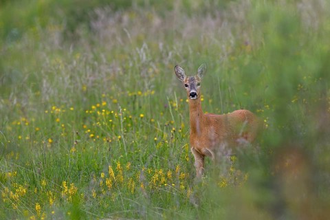 A doe (Capreolus capreolus) on one of the beautiful wildflower meadows in the High Tatras in