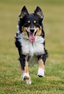 Mixed breed dog between Border Collie and Australian Shepherd jumps across meadow, Switzerland