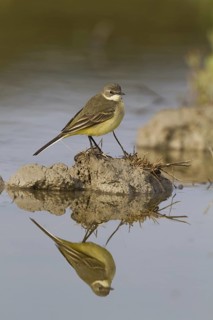 Western YellowWagtail (Motacilla flava thunbergi) female, Cyprus