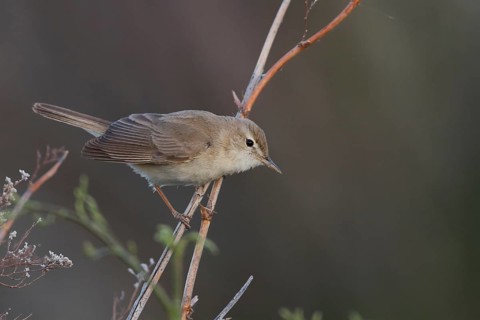 Syke's Warbler - Steppenspötter - Iduna rama, Kazakhstan