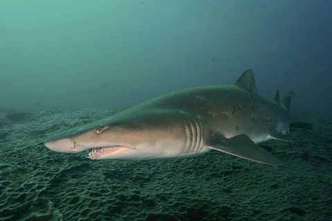 Sand tiger shark (Carcharias taurus)