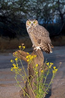 Great Horned Owl Bubo virginianus Tucson, Arizona, United States 22 November Adult Strigidae