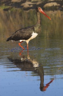 Black Stork (Ciconia nigra) foraging, Castile-La Mancha, Spain