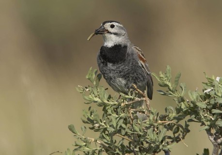 McCown's Longspur (Rhynchophanes mccownii), Colorado, USA