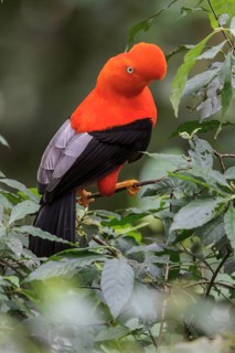 Andean Cock of the Rock (Rupicola peruviana) perched on a branch in Manu National Park, Peru