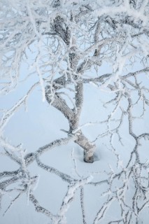 Frost-covered fjällbirke, Saariselkä, Lapland, Finland, January 2025