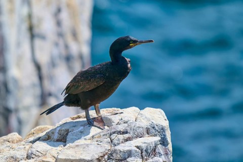 A bird on a rock overlooking the blue sea, nature and solitude dominate the scene, Cormorant