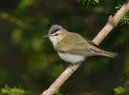 Red-eyed Vireo (Vireo olivaceus), Michigan, USA