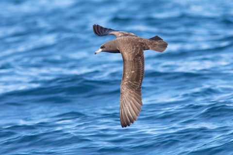 Flesh-footed Shearwater (Ardenna carneipes) flying, Victoria, Australia