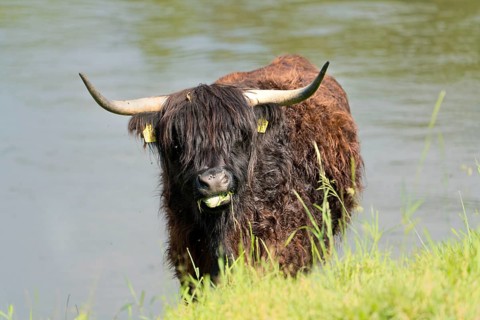 Highland cattle, Oberweser, Weser Uplands, Weserbergland, Hesse, Germany