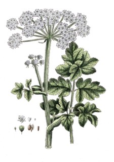 Heracleum spondylium, meadow hogweed, digital reproduction of a historical model, between 1790 and