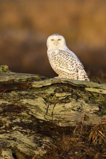 Snowy Owl (Bubo scandiacus) female, British Columbia, Canada
