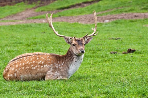 Fallow deer bull (Dama dama) in captivity, Poland