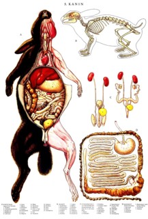 Anatomy, animal kingdom, anatomical illustration showing in detail the internal structure of a