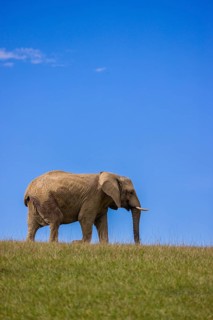 An adult female African elephant (Loxodonta africana) stands on a meadow with tall grass, eating it