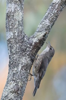 White-throated Treecreeper (Cormobates leucophaea) perched on a branch in eastern Australia