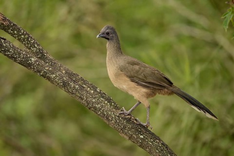 Plain Chachalaca (Ortalis vetula mccalli) perched on a branch, Texas, USA