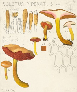 Mushroom, fungus, Peppered boletus, Chalciporus piperatus, syn. Boletus piperatus, authentic
