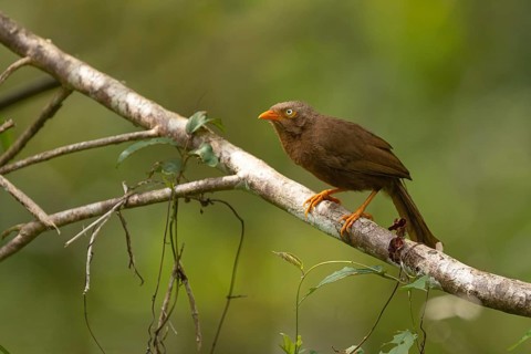 Orange-billed Babbler (Argya rufescens) im Regenwald von Sri Lanka