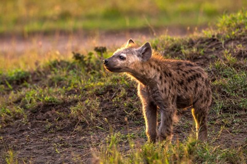 Spotted hyena (Crocuta crocuta), Masai Mara, Kenya