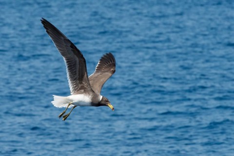 Sooty Gull (Ichthyaetus hemprichii) flying, Port Sudan, Sudan