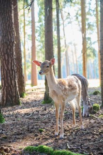 European fallow deer (Dama dama) youngster in a forest, Bavaria, Germany