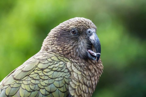 Portrait of a Kea sticking out his tongue. Milford Road, Fiordland National Park, Southland Region,