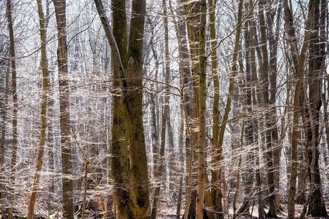 Primeval forest Urwald Sababurg, Hofgeismar, Weser Uplands, Weserbergland, Hesse, Germany