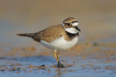 Little Ringed Plover (Charadrius dubius), Lazio, Italy
