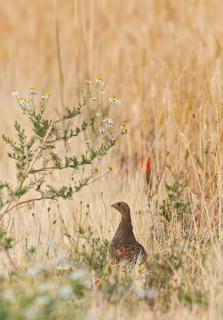 Partridge (Perdix perdix) female standing alone in colourful flowering strips of poppies and