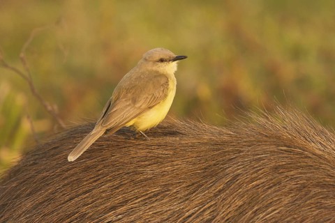 Cattle Tyrant (Machetornis rixosa), Corrientes, Argentina