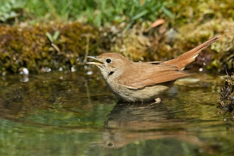 Common Nightingale (Luscinia megarhynchos) drinking at a waterhole, Liguria, Italy
