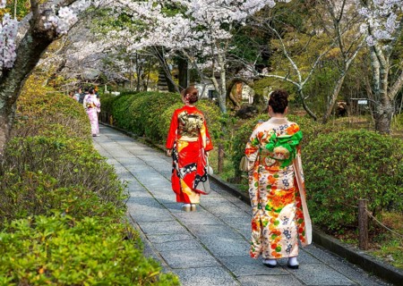 Two Japanese woman in colorful kimonos on a path between cherry blossoms, Kyoto, Japan