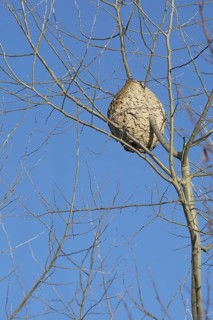 Paper nest of European hornets (Vespa crabro) hanging in tree in winter