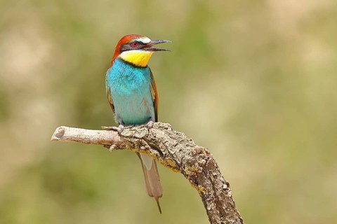 European bee-eater (Merops apiaster) sitting on a branch covered with green lichen, Lake Neusiedl,