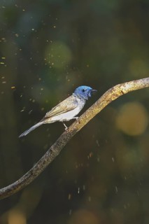Black-naped Monarch (Hypothymis azurea) female perched on a branch, Kaeng Krachan, Thailand