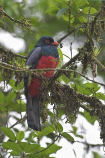 Slaty-tailed Trogon (Trogon massena) male, Costa Rica