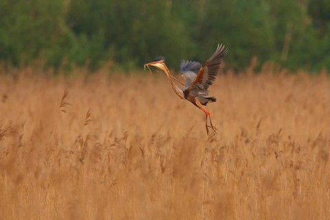 Purple Heron (Ardea purpurea) flying, Netherlands
