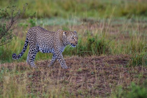 Leopard (Panthera pardus), South Africa