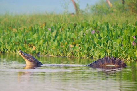 A caiman swimming in the water near green vegetation, the scene looks peaceful, Spectacled caiman