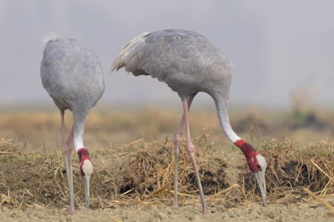 Sarus Crane (Antigone antigone) foraging, Keoladeo National Park, India