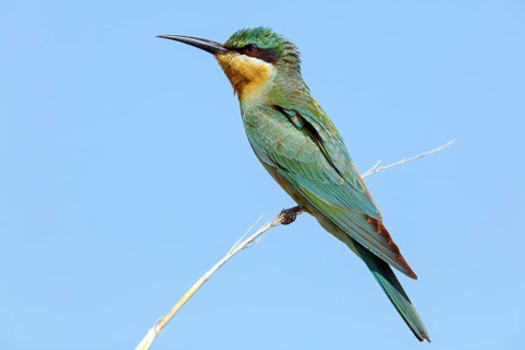 Blue-cheeked Bee-eater, (Merops persicus), family of bee-eaters, bird on perch, Muntasar oasis,