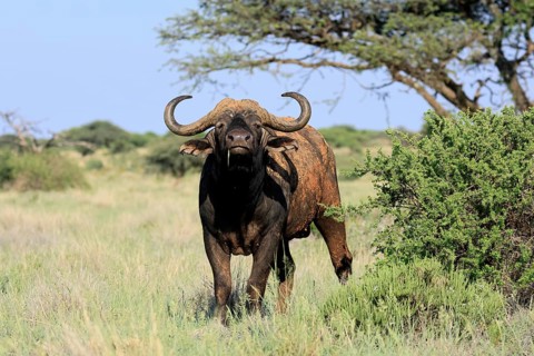 Cape buffalo (Syncerus caffer), adult, foraging, feeding, Mokala National Park, Northern Cape,