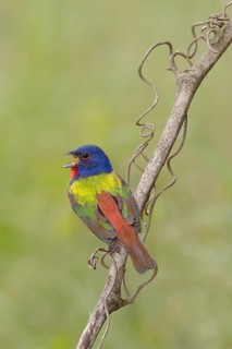 Painted Bunting (Passerina ciris) male singing, perched on a branch, Texas, USA