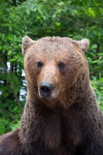 Adult European brown bear (Ursus arctos arctos), Transylvania, Carpathians, Romania