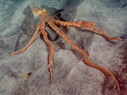 Callistoctopus macropus (Callistoctopus macropus)