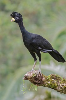 Great Curassow (Crax rubra) perched on a branch in Costa Rica