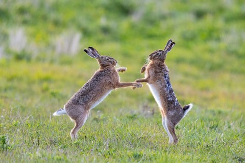 European hare (Lepus europaeus) Mating season Germany
