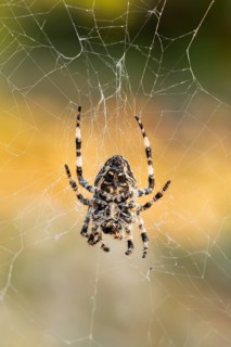 European garden spider (Araneus diadematus) hanging on a spider web at eveing on the island of