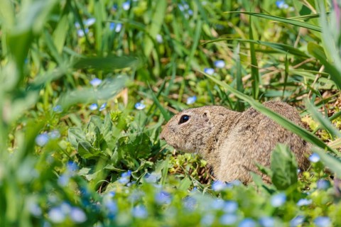 An adult ground squirrel (Spermophilus citellus) eats leaves and flowers on a sunny day in a green